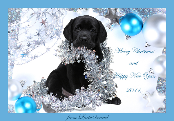 С Новым 2011 годом!
