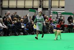 Crufts 2018