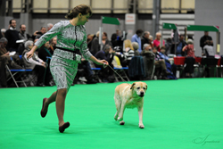 Crufts 2018