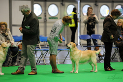 Crufts 2018