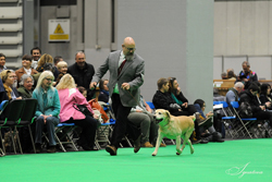 Veteran - Dog  1st	INT CH CHARM BLUVEIL MR DARCY  (MR S PIVA)