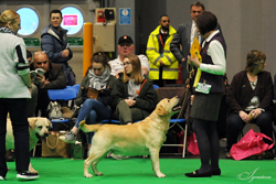 Veteran - Dog 3rd	SH CH STREAMANDA TOP KNOTCH JW (MRS A J & MISS K L STEWART) 