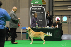 Veteran - Dog  1st	INT CH CHARM BLUVEIL MR DARCY  (MR S PIVA)