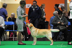 Crufts 2018