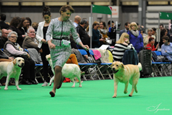 Crufts 2018