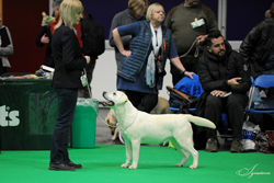 Junior - Bitch 1st	CENTENALEE SILVER ICE (MR & MRS N & P WOODBURN) 