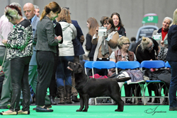 Junior - Bitch 2nd	CRAZY IN LOVE Z GRODU HRABIEGO MALMESBURY [ATC AS00000POL] ( MRS A CHORAB)