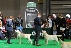 Junior - Dog 1st	TRENDLEWOOD BORN TO RUN JW (MR D L & MRS F E M BRADDON) 2nd	WAHNAHNISH SILVER SECRET [ATC AU02358NLD] (MR P M J M CANDEL)