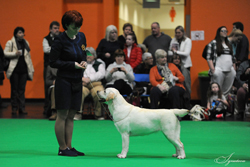 Yearling - Bitch 2nd	RUSMAIRAS LAMBADA [ATC AU01851RUS] (MRS M RADOSTNAYA)