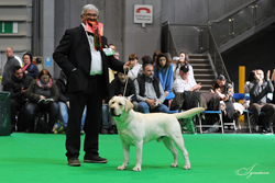 Undergraduate - Dog 1st	CHABLAIS VALENTINO JW [ATC AU02994CAN] ( MRS V B BIAGINI)