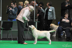 Undergraduate - Bitch 3rd	PHILIPSTOWN LA PALOMA (IKC) (MR & MRS M J O'DONOGHUE)