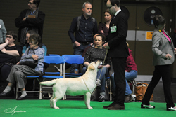 Undergraduate - Bitch 1st	MARIANK DECORUM (MR R S ENNIS-HOLDEN)