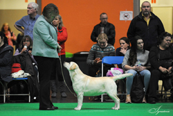 Graduate - Bitch  1st	WINSLEYWOOD WILD ANISE JW (MS A SCUTCHER)