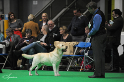 Post Graduate - Dog  2nd	SHANORRELL STRAW BOATER AT HALSHIMOOR ( BALSHAW & RAWLINSON)