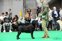 Limit - Dog 3rd	TRENOW RIO GRANDE JW (MR A & MRS J METCALFE)