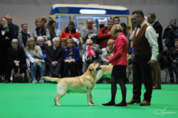 Open - Dog CH Gepsy DuBois Des Menhirs [ATC AU02704FRA]