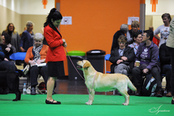 Special Working Gundog - Bitch VHC	IT/HUN/EUR/INT CH LOCH MOR SAFFRON (MISS M BASILICO) 