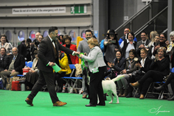 BEST OF BREED TISSALIAN HI JACK JW (MRS C BAILISS)