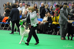 BEST OF BREED TISSALIAN HI JACK JW (MRS C BAILISS)