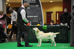 Veteran - Bitch 1st	SH CH CENTENALEE SPARKLING SNOW (MR & MRS N & P WOODBURN)