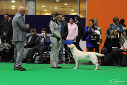 Special Working Gundog - Bitch RESERVE BITCH CHALLENGE CERTIFICATE 1st	RUS/BLR/LT/LAT/FIN CH MICONTI YOU ARE MY PRINCESS (MRS T GURZHIY)