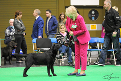 Puppy - Bitch 1st	CARROMER CLASSY READ (MR M & MRS C REYNOLDS) 