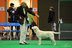 Minor Puppy - Bitch  1st	CLASSICAL ACT AT FOXRUSH (MRS J CHARLTON) 