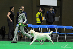 Special Working Gundog - Bitch RESERVE BITCH CHALLENGE CERTIFICATE 1st	RUS/BLR/LT/LAT/FIN CH MICONTI YOU ARE MY PRINCESS (MRS T GURZHIY)