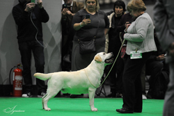 BEST OF BREED TISSALIAN HI JACK JW (MRS C BAILISS)