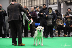 BEST OF BREED TISSALIAN HI JACK JW (MRS C BAILISS)