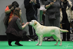 Minor Puppy - Dog 1st	HALSHIMOOR PITCH BATTLE AT SHANORRELL (MR & MRS M J & MISS L & MR & MRS D P RAWLINSON & B)