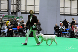 Minor Puppy - Bitch  1st	CLASSICAL ACT AT FOXRUSH (MRS J CHARLTON) 