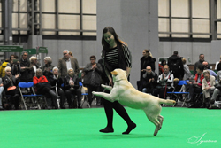 Minor Puppy - Dog 1st	HALSHIMOOR PITCH BATTLE AT SHANORRELL (MR & MRS M J & MISS L & MR & MRS D P RAWLINSON & B)