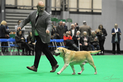 Veteran - Dog  1st	INT CH CHARM BLUVEIL MR DARCY  (MR S PIVA)