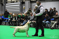 Veteran - Bitch 1st	SH CH CENTENALEE SPARKLING SNOW (MR & MRS N & P WOODBURN)