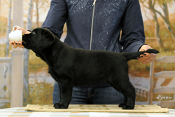Лаэтус Ультра Марина