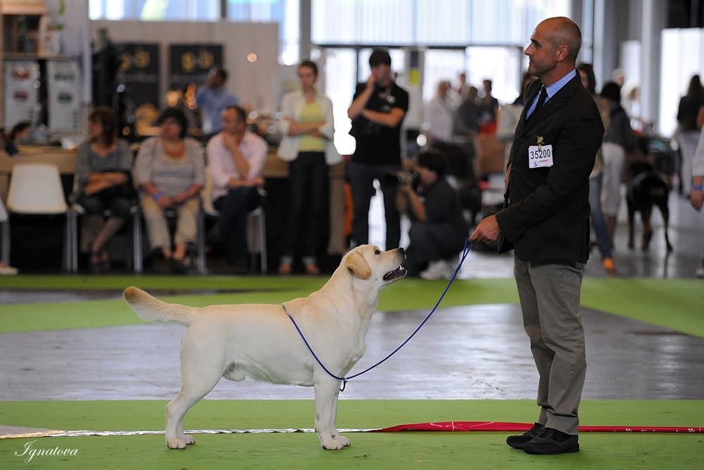 Crufts Dog Show - Страница 7 DSC_0243